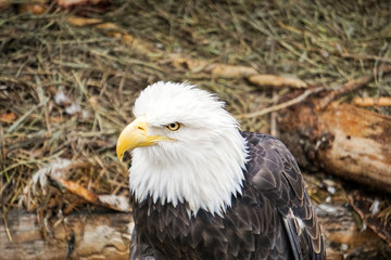 Adler im Horst