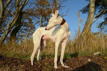 White Podenco dog stands in autumn-colored nature.