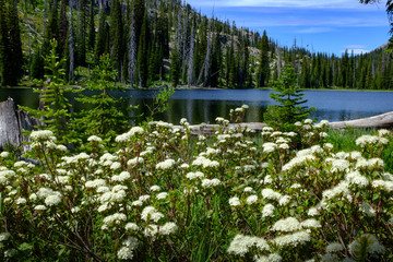 Mountain Azaleas by Lake