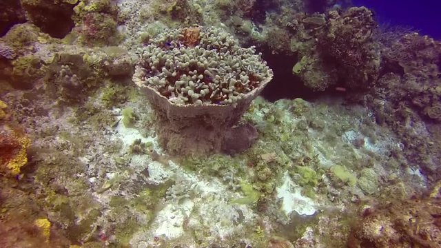 Mexico, Scuba, Diving, Sea, life, ocean, water, diver, underwater, filming, video, film.