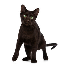 Young Havana Brown cat kitten standing / playing half  side ways looking at lens with mesmerising green eyes and droopy face. Isolated on white background. 