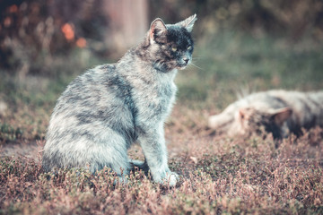Mixed breed blue stray cat 