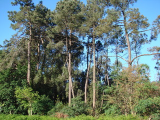 Fototapeta premium The traveler's view from below to the tall young forest trees on a clear spring day under the rays of the sun against the background of the blue sky.