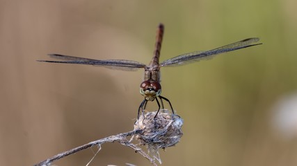 dragonfly