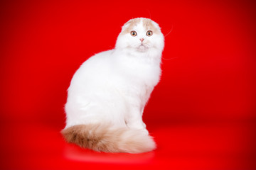 Scottish fold longhair cat on colored backgrounds
