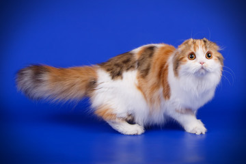 Scottish fold longhair cat on colored backgrounds