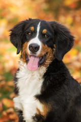 Berner Sennenhund im Garten