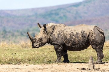 Obraz premium White rhino (Ceratotherium simum) 
