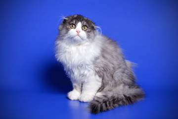 Scottish fold longhair cat on colored backgrounds