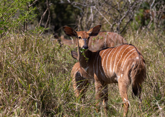 Female nyala (Tragelaphus angasii)
