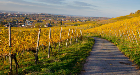 Weinberge oberhalb von Ortenau im Kinzigtal