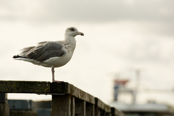 Obraz premium Huge seagull on a wood. 