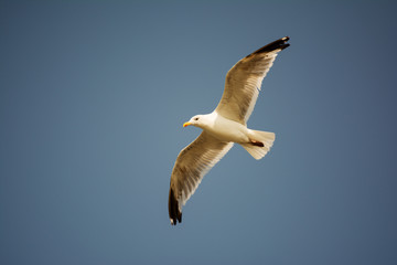 Seagull fly to the sky. 