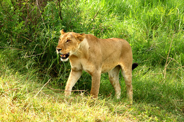 Naklejka na ściany i meble Wild Lion in Africa - Mikumi National Park