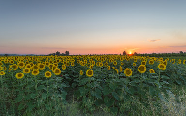 Tramonto con girasoli 