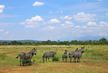 Africa Mikumi National Park, landscape of savanna with wild zebras
