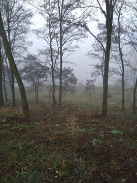 Fog in the forest. Autumn trees in dense fog.