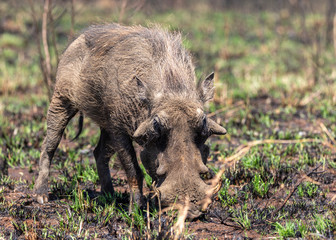Warthog (Phacochoerus africanus) 