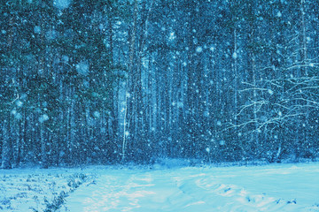 Winter snowy pine fores at snowfall
