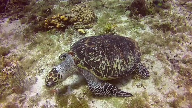Mexico, Scuba, Diving, Sea, life, ocean, water, diver, underwater, filming, video, film.