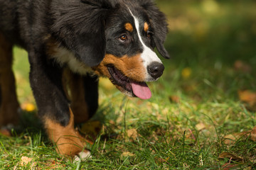 Berner Sennenhund im Garten