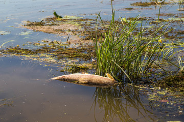Dead fish in the Rhine river, died because of low water and lack of oxygen.