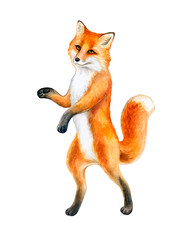 Fox that Walk on Two Feet. Funny Fox Walking On Two Legs isolated on white background. Watercolor. Illustration. Template. Hand drawn, close-up