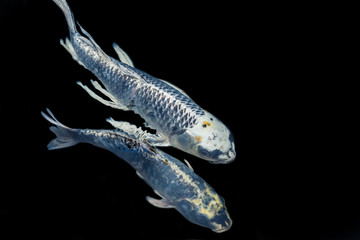 Fancy carp swimming in a pond. Fancy Carps Fish or Koi Swim in Pond, Movement of Swimming and Space.