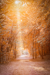 Fototapeta premium zalany światłem jesienny szlak turystyczny przez nasłoneczniony las