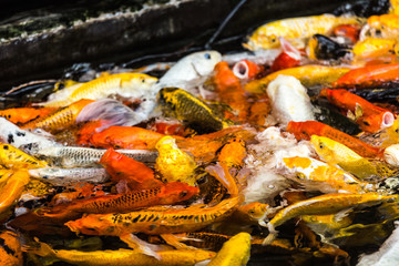 Fancy carp swimming in a pond. Fancy Carps Fish or Koi Swim in Pond, Movement of Swimming and Space.