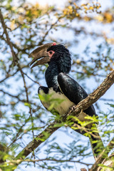 Obraz premium Trumpeter hornbill (Bycanistes bucinator)