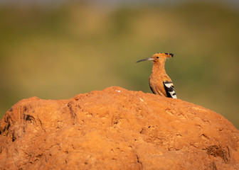 African hoopoe (Upupa africana) on a termite mound © Adam