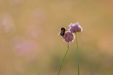 Hummel bestäubt eine Blume mit Bokeh Hintergrund