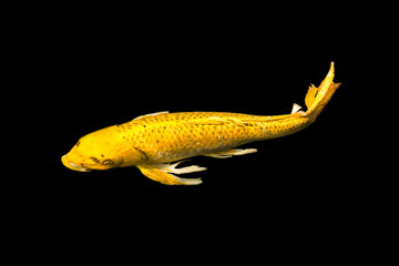 Fancy carp swimming in a pond. Fancy Carps Fish or Koi Swim in Pond, Movement of Swimming and Space.