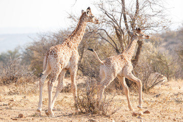 Zwei Giraffen, eine davon tänzelnd