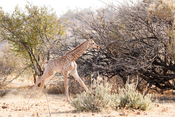Junge Giraffe im Lauf