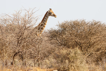 Eine Giraffe im Gebüsch mit herausgerecktem Hals