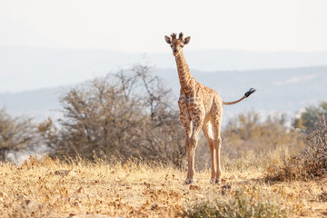 Junge Giraffe aufrecht zum Betrachter blickend