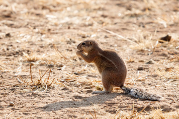 Erdhörnchen fressend