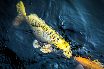 Fancy carp swimming in a pond. Fancy Carps Fish or Koi Swim in Pond, Movement of Swimming and Space.