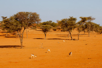 Mehrere Springböcke in abendlicher Wüstenlandschaft, Kalahari