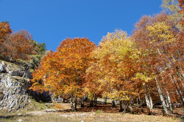 Birkenwald im Herbst