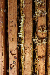 Open beehive with bees are crawling along the hive on honeycomb wooden frame. Apiculture concept