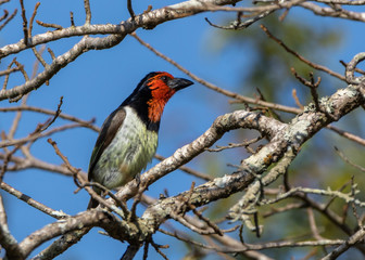 Collared barbet (Lybius torquatus)
