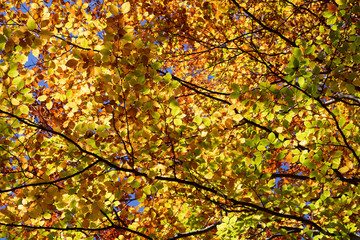 Birkenwald im Herbst