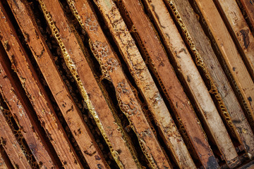 Open beehive with bees are crawling along the hive on honeycomb wooden frame. Apiculture concept