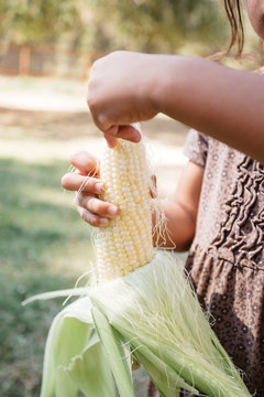 Little girl cleaning the silk from an ear of corn