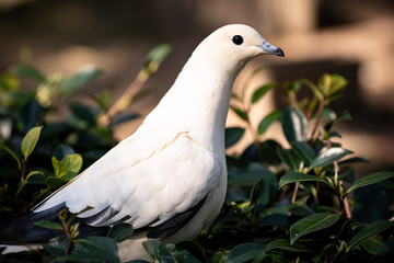 白い鳥