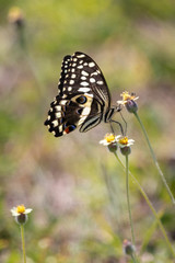 Citrus swallowtail butterfly (Papilio demodocus)