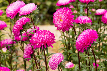 Obraz premium Beautiful rosebuds of asters in the garden. Flowers in the Park. Macro photography of flowers and plants.